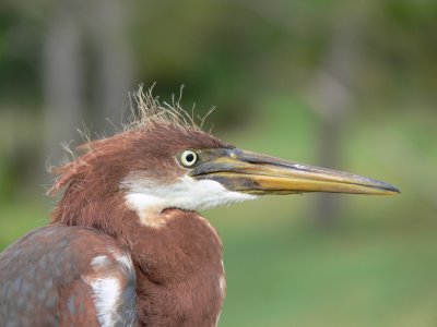 Juvenile Tricolor Heron.jpg