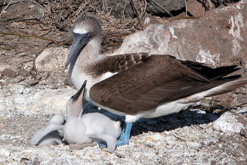 Blue Footed Booby and chick