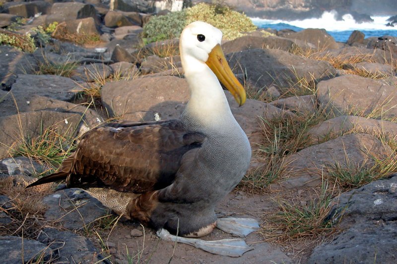 Waved Albatross