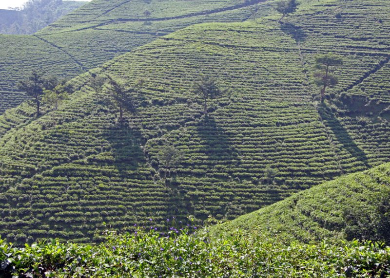 Tea bushes, Gunung Lawu