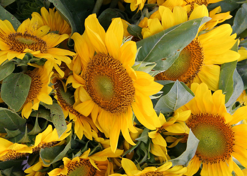 Market flowers