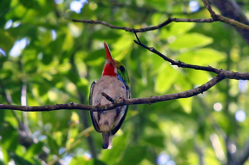 Cuban Tody