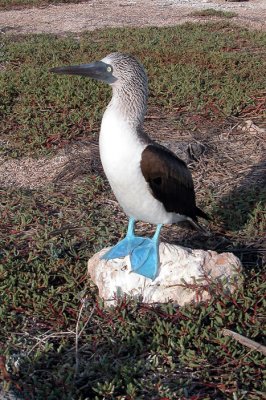 Blue Footed Booby showing his feet