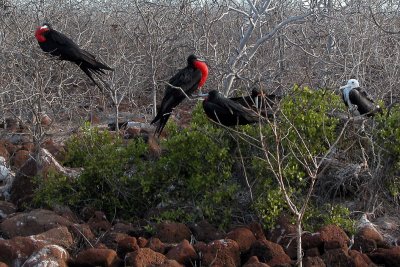 Magnificent Frigate Birds looking for mates