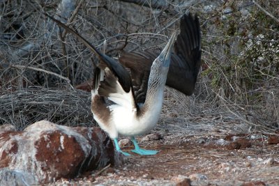 Blue Footed Booby  mating dance