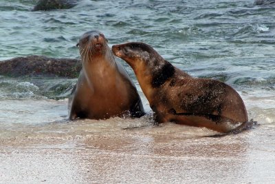 Playing in the surf