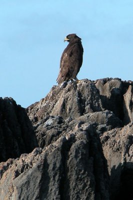 Galpagos Hawk