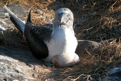 Blue Footed Booby on a Waved Albatross egg