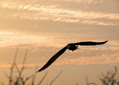 Waved Albatross at sunset