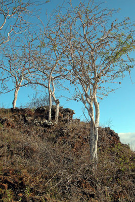 Palo Santo trees