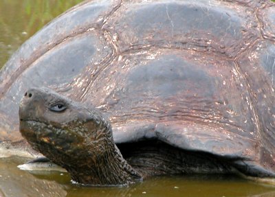 Gal�pagos Tortoise