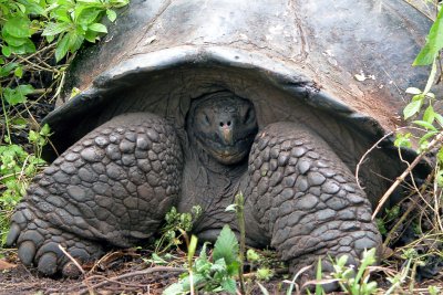 Galpagos Tortoise