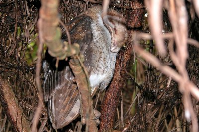 Sleeping Barn Owl