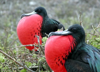 Frigate Birds competeing for company