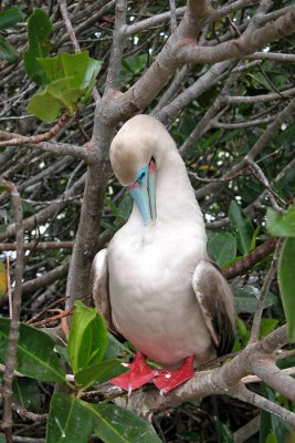 Red Footed Booby preening