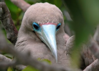 Red Footed Booby at nest