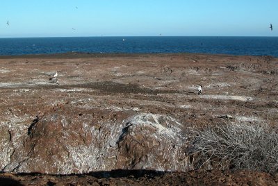 Hunting grounds of the Short-eared Owl