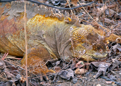 Well-camouflaged Land Iguana