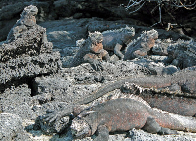 Prehistoric-looking Marine Iguanas