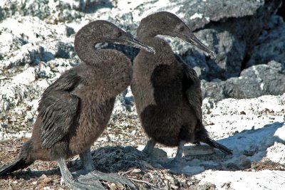 Young Flightless Cormorants
