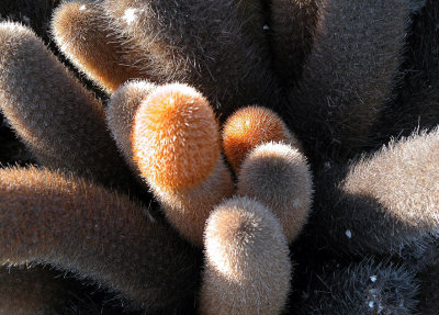 Lava Cacti