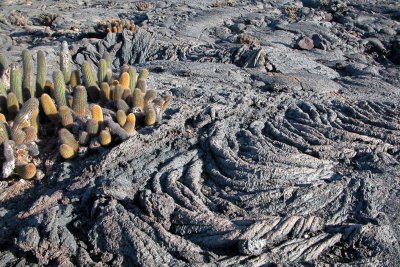 Lava Cacti