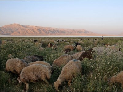 Grazing sheep, Daryacheh-ye Maharlu