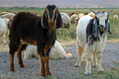 Goats, Daryacheh-ye Maharlu