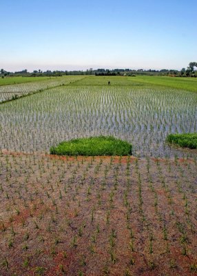 Rice fields near Bandar-e Anzali