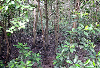 Mangrove swamp