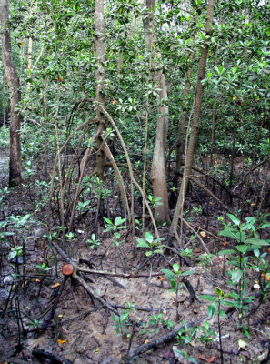 Mangrove swamp