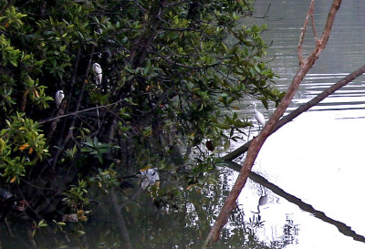 Egret Reflections, Sungei Tampines