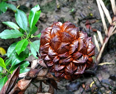 Seed pod