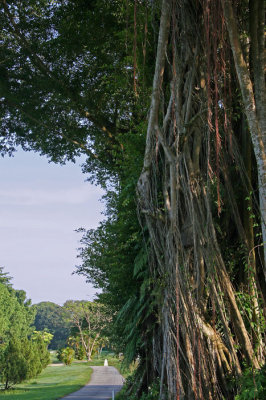 Banyan tree