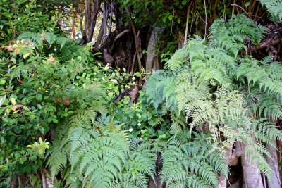 Ferns