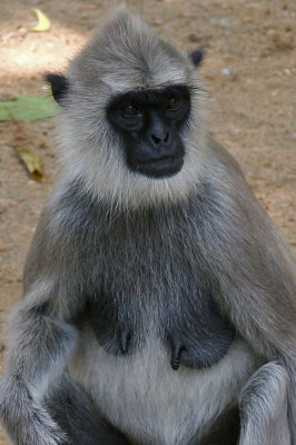 Grey Langer monkey