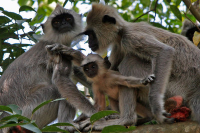 Grey Langer monkeys