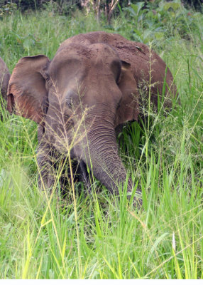 Elephant at Habarana Eco