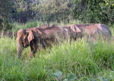 Elephant at Habarana Eco