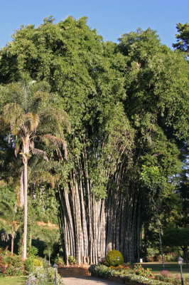 Bamboo at Tea Trails