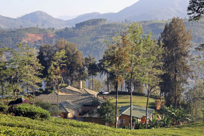 Early morning landscape, Tea Trails