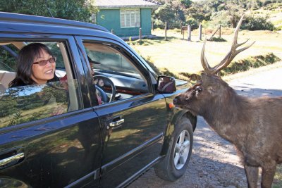 Inquisitive deer, Horton Plains