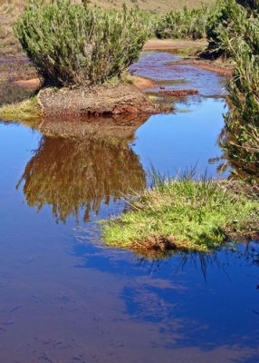 Marshland, Horton Plains