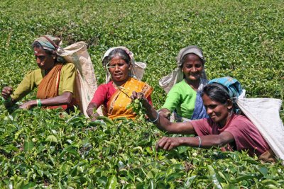 Tea pickers, afternoon shift