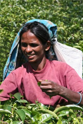 Smiling tea picker