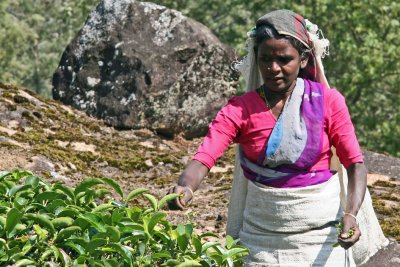 Tea picker