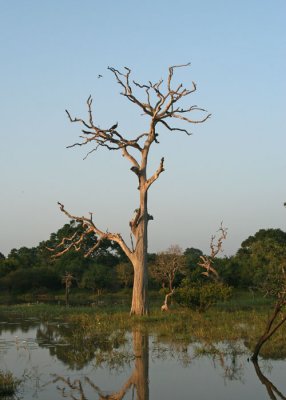 Peacock tree