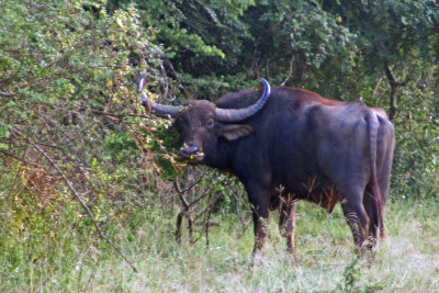 Wild water buffalo