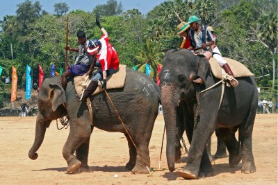 Ceylon Elephant Polo Association Tournament