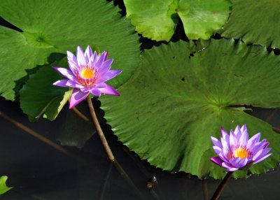 Amanjiwo water lilies